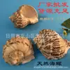 Conchas de Caracol, Conchas Marinas, Conchas de Hotel, Conchas de Piedra, Decoración para Acuarios, Equipo de Pesca, Muestras de Educación Temprana, Naturales para Manualidades