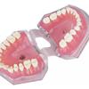 M7008 modelo de extracción dental modelo de encía blanda modelo de extracción de encía blanda