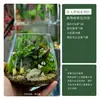 "Ciudad Vacía" Micro-Paisaje DIY Material de Regalo Musgo Micro-Paisaje Paisajismo Paquete para Principiantes Paquete de Materiales