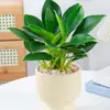 Cesta de Rábano Verde en Maceta Diamante Dorado Planta de Interior Florales Plantas Verdes Hidropónicas Sala de Estar Fácil de Cultivar Suculenta Casa Nueva Absorbe y Elimina Formaldehído