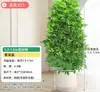 Árvore Bico de Pato de Grande Porte Que Atrai Riqueza de Todas as Direções, Planta de Vaso para Sala de Estar Interna Fácil de Cuidar, Sempre Verde o Ano Todo, em Formato de Torre