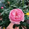 Uma Muda de Flor Kelly Rose para Vasos em Varanda e Pátio, Resistente ao Calor e Frequentemente Florífera, Flores Rosas Grandes em Todas as Estações