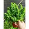 Helecho de Encaje en Maceta Helecho Riñón Malvavisco Helecho Marissa Hoja de Pluma Decoración Divertida Colgante Planta Popular Fácil de Criar