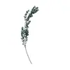 Folhas Ricas Tingidas Únicas Flor Eterna Material Flor Seca Folha Seca Material Decoração de Casamento Atacado em Estoque