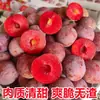 Frutas dulces y crujientes encurtidas de temporada de carne roja de Qianpai, Maoming, Guangdong, se venden por libra, al por mayor por caja