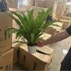 El helecho nido de pájaro, helecho culantrillo, es tolerante a la sombra y fácil de mantener.. Las plantas en macetas de oficina de interior purifican el aire, el follaje, las plantas verdes y el paisajismo.