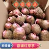 Taro Vermelho Lupu, Pequeno Taro, Taro Peludo, Pequeno Taro Perfumado, Taro com Leite, Café da Manhã de Verdura da Horta, Farinha de Grãos Integrais, Pegajoso e Doce