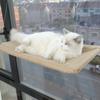 Hamaca de Tela para Gato Transfronteriza Marco de Escalada para Gato Nido de Gato para Ventana Cama Colgante con Ventosa para Mascota Artefacto para Tomar el Sol Colgante de Vidrio