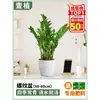 Árbol del Dinero Planta en Maceta Interior Sala de Estar Planta Verde Fácil de Cultivar Flor Oficina Árbol de la Fortuna Maceta Grande Cadena de Dinero