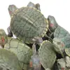 3- 15cm Tartarugas Grandes e Pequenas, Tartarugas Brasileiras, Tartarugas Douradas, Tartarugas-Tigre de Orelha Vermelha da Sorte, Tartarugas Coloridas, Tartarugas Coloridas, Entrega Direta da Fonte