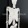 Producto Nuevo Transfronterizo Modelo de Ensamblaje de Esqueleto Humano de 90 cm DIY Estructura Simple Reconocimiento Ensamblaje de Articulaciones Modelo Juguete