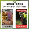 Bolsas para Uvas, Duraznos, Nísperos y Otras Frutas; Bolsas Antiapájaros para Frutas; Red a Prueba de Insectos de Tela No Tejida; Bolsas Transpirables Universales para Higos
