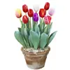 Tulipanes Hidropónicos al por Mayor 5 Grados Bulbos Grandes Resistentes al Frío para Invierno Interior/Exterior Fáciles de Cultivar para Principiantes Flores en Maceta Plantas
