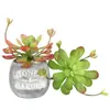 Flor de Lótus Azul Artificial Decoração Flor de Plástico Simulação de Planta Suculenta Ornamento Suculenta Artificial em Vaso Fonte Fabricante