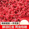 Minhocas Vermelhas Frescas, Iscas Vivas Extra-Grandes para Alimentação de Peixes, Isca de Pesca, Minhocas, Isca para Pesca de Carpa Crucian Selvagem de Tianjin