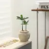 Bonsái Sala de Estar Mesa de Café Fácil de Cuidar Flores Plantas Verdes Perennes Cuatro Estaciones Oficina Escritorio Interior Plantas Purificadoras de Aire