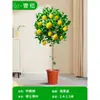 Mudas Pequenas de Limão Laranja Verde de Hainan Mudas de Semente de Limão Kumquat Em Vasos Sala de Estar Interna Varanda Árvore Frutífera Mudas de Frutas o Ano Todo