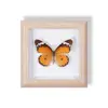 Especimen de Mariposa Real Pintura Decorativa Colgante Adorno de Insecto con Ojos Azules, Marco de Madera Maciza, Regalo para Mejor Amigo, Recuerdo Único