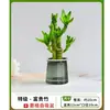 Plantas de anturio en maceta, plantas hidropónicas, anturio blanco, flores de buen augurio, plantas verdes de interior, árbol del dinero, buena suerte, fáciles de cuidar