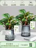 Planta de Jade en Maceta con Borde Morado, Planta Verde Pequeña de Hoja Perenne para Oficina Interior, Fácil de Cuidar, Purifica el Aire, Planta con Flor Jade Belleza