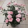 Plántulas de Flor Rosa Reina Sueca Maceta Balcón Patio Todo el Año Flores Extra Grandes Plantas de Flor Fragante Plántulas de Rosa