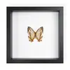 Mariposa Real, Especie Preciosa de Verano, Mariposa Rara con Alas Verdes Grandes, Adorno de Escritorio, Espécimen de Regalo, Pintura Decorativa, Marco de Fotos de Mariposa