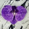 Flor artificial Phalaenopsis flor 3D de película cabeza de flor estilo ramillete regalo de mano LV Fu regalo DIY caja de regalo decoración de boda