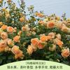 Rosa Grande Muda Flor de Rosa Muda Trepadeira Rosa Floresce em Todas as Estações Flores Extra Grandes Fragrância Forte Planta Trepadeira Rosa Flor de Parede Rosa Planta em Vaso