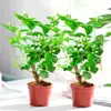 Mudas de Jasmim em Vaso de Flores Dobradas, Forte Aroma para Varanda Interna com Botões, Plantas Floríferas Fáceis de Cultivar que Florescem em Todas as Estações
