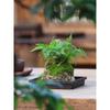 Bonsái de Calamo, Piedra Absorbente, Planta Verde, Planta en Maceta de Helecho Cola de Lobo, Planta Fácil de Cultivar para Personas Perezosas, Hidroponía de Espejo Resistente a la Oreja de Tigre