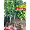 Dropshipping: pequeño árbol de lima, pequeño árbol de kumquat, pequeño árbol de limón naranja verde de Hainan, árbol frutal en maceta para balcón, plántulas frutales