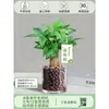 Árbol del Dinero Maceta Flores, Sala de Estar, Casa Próspera, Plantas Verdes, Fácil de Cultivar en Todas las Estaciones, Árbol del Dinero, Plantas Hidropónicas de Escritorio para Oficina