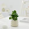 Dropshipping Bolso Coco Desktop Pequeno Vaso Interno Sala de Estar Escritório Planta Verde Lu Planta Bonsai Todas as Estações