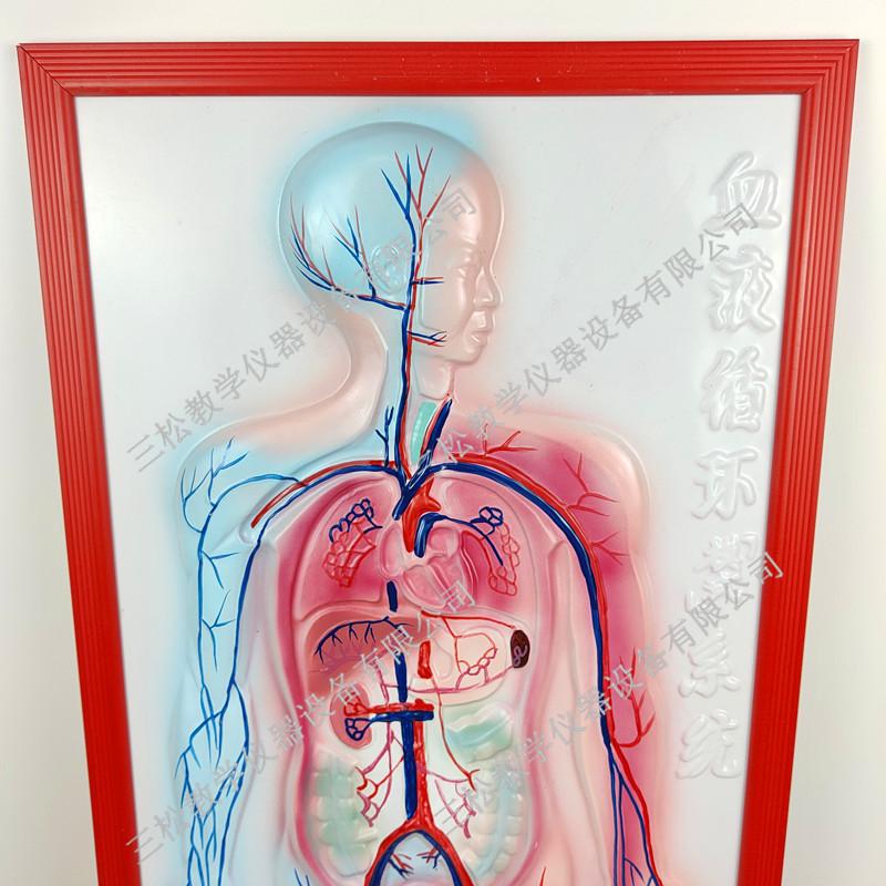 人体血液系统浮雕模型3_副本