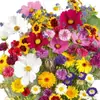 Novas Sementes Flores Perenes Mistas