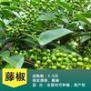 Dropshipping Plántulas de Pimienta de Ratán Hanyuan Auténticas de Sichuan Plántulas de Pimiento Verde Pimienta sin Espinas Pimiento Verde Dahongpao Comida