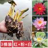 Planta hidropónica de nenúfar con envío directo, loto cultivado en agua durante todo el año, flor de loto en maceta, estanque de agua, nenúfar grande, raíz.