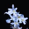 Flores de Boda Oncidium Boda Decoración de Pared de Fondo de Techo de Salón de Bodas Fabricante de Orquídeas Venta al por Mayor en Stock Flores Artificiales
