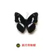 Especímenes Tridimensionales de Mariposas e Insectos Reales para la Educación Científica Infantil en Jardines de Infancia, con Alas Extendidas, Diseño de Estilo Fotográfico 1