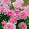 Plántulas de Rosa Trepadora, Plántulas Pequeñas, Balcón Jugoso, Florecen Todo el Año, Plantas Trepadoras, Rosas con Capullos, Enredaderas de Rosa