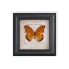 Especimen de Mariposa Real, Mariposa Amarillo Rosa, Insecto Animal, Planta Rara, Mariposa Cola de Golondrina con Banda Verde, Decoración de Entrada de Casa, Pintura Decorativa de Regalo