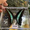 Adornos con especímenes de mariposas reales con alas extendidas, especímenes de insectos libélula, insectos reales, regalo de cumpleaños creativo para estudiantes, caja transparente