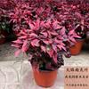 Envío Directo Bambú Nandina Maceta Hoja Roja Tianzhu Flor Grande Plántula Hidropónico Llama Montón Viejo Bonsái Planta Frutal Fruta