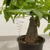 Pinza de Alambre de Cobre para Jardinería de Nuevo Producto Transfronteriza para Cultivo Eléctrico Jardinería Herramienta de Pinza Enrolladora de Bobina Fibonacci