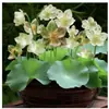 Série de Sementes de Lótus Cultivadas em Água para Cultivar Plantas Verdes, Cultivar Ninféias, Flores de Lótus, Flores em Vasos Sem Solo e Bonsais Elegantes