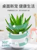 Planta em Vaso de Aloe Vera para Interior Além de Purificar o Ar de Formaldeído Planta de Mesa Cacto Suculenta Quatro Estações Boas Flores para Cultivar