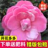 Dropshipping Plántulas de Camelia Xiangfei Plantas de Camelia en Maceta Florecen en Todas las Estaciones y Son Buenas para Alimentar Interiores Sala de Estar Balcón Exterior