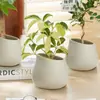 Árbol de la Fortuna Ins Planta Verde Flor en Maceta Oficina Sala de Estar Escritorio Adorno Pequeño Fácil de Mantener Todo el Año Regalo de Negocios