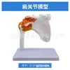 Simulación de Enseñanza Esqueleto Humano de Articulaciones Codo Muñeca Tobillo Hueso Hombro Rodilla Cadera Ligamento Ortopédico Modelo Médico