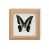 Mariposa Rayada de Tigre Rara, Adorno de Insecto Precioso, Espécimen de Mariposa Azul, Regalo para Ancianos, Amigos o Niñas en su Cumpleaños, Marco de Espécimen de Mariposa